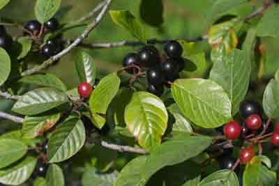La Bourdaine